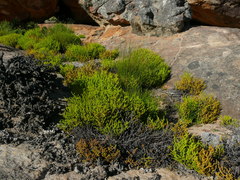 Crassula muscosa obtusifolia