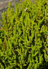 Crassula muscosa obtusifolia