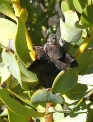 Leucadendron loranthifolium