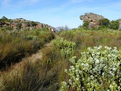 Leucadendron loranthifolium