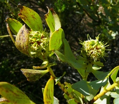 Leucadendron loranthifolium