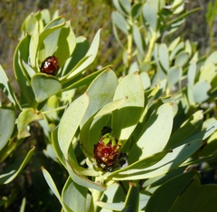 Leucadendron loranthifolium