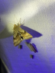 Heliothis adaucta
