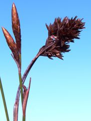 Restio quinquefarius