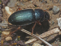 Ophonus azureus