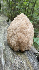 Artomyces microsporus