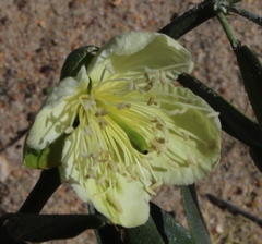 Capparis hereroensis