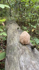 Artomyces microsporus