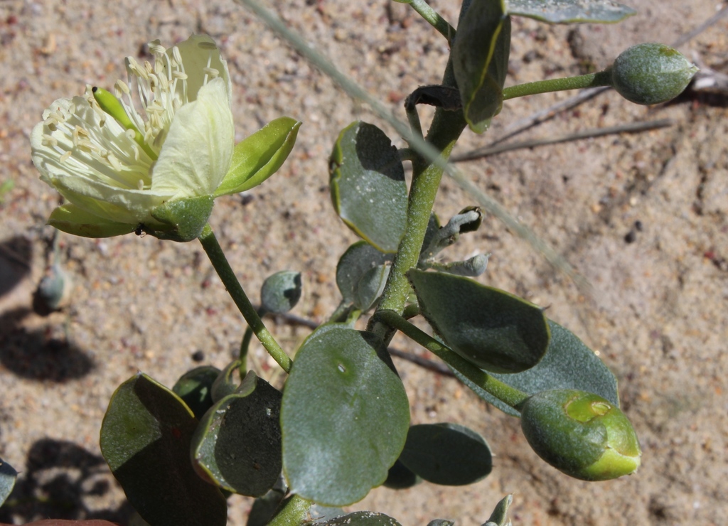Herero Caperbush