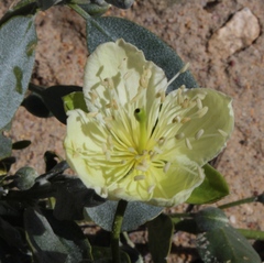 Capparis hereroensis