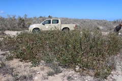 Capparis hereroensis