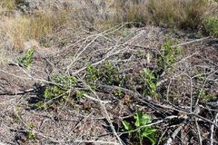 Searsia lucida lucida