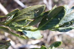 Capparis hereroensis