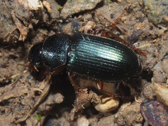 Ophonus azureus