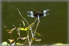 Libellula luctuosa