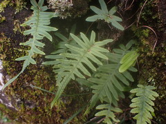 Polypodiodes amoena
