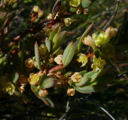 Broaf-leaved clutia (Clutia alaternoides)