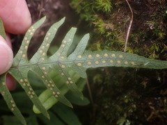 Polypodiodes amoena