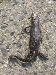 Ichthyosaura alpestris alpestris