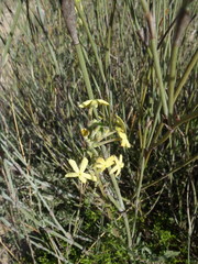 Lyperia lychnidea