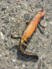 Ichthyosaura alpestris alpestris