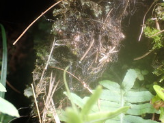 Polypodiodes amoena