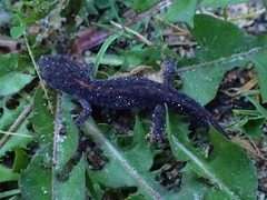 Ichthyosaura alpestris alpestris