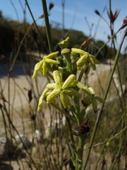 Lyperia lychnidea