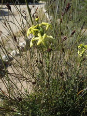 Lyperia lychnidea