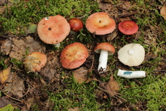 Russula velenovskyi