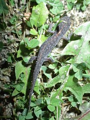 Ichthyosaura alpestris alpestris