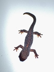 Ichthyosaura alpestris alpestris