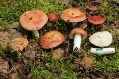 Russula velenovskyi