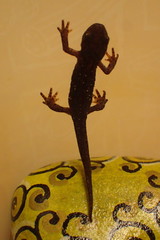 Ichthyosaura alpestris alpestris