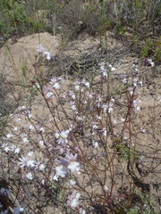 Nemesia bicornis