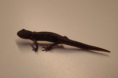 Ichthyosaura alpestris alpestris