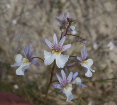 Nemesia bicornis