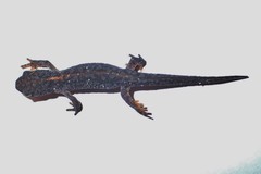 Ichthyosaura alpestris alpestris
