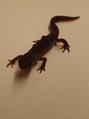 Ichthyosaura alpestris alpestris