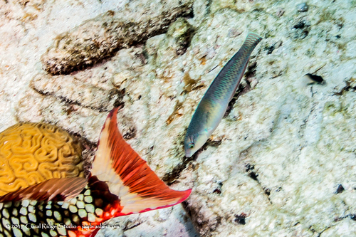 Photo of Yellowhead wrasse (Halichoeres garnoti)