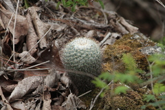 Mammillaria albilanata