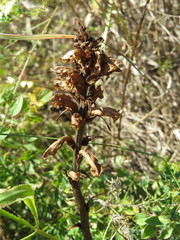 Orobanche alba