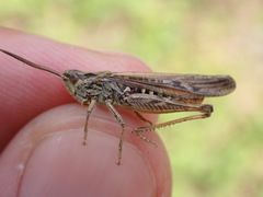Chorthippus brunneus