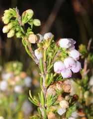 Erica margaritacea