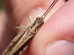 Chorthippus brunneus