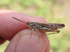 Chorthippus brunneus