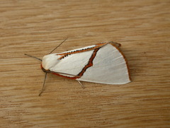 Thalaina selenaea