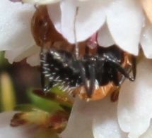 Camponotus niveosetosus