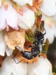 Camponotus niveosetosus
