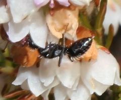 Camponotus niveosetosus